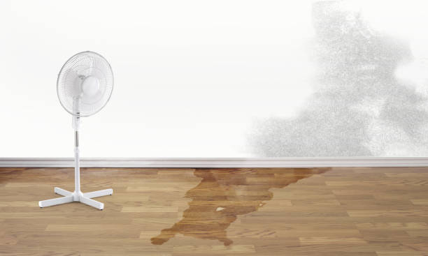 Best Carpet water damage restoration  in Oak Grove, MS